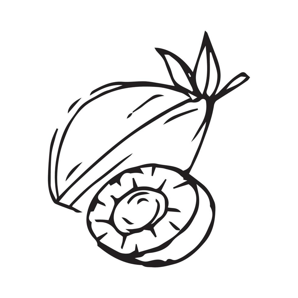 Apple hand drawn. apple vector illustration for design with line style