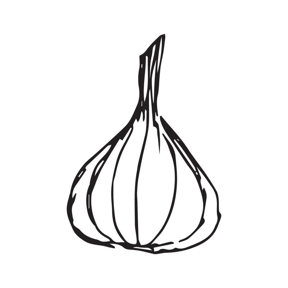 Onion Hand drawn illustration for badge and logo decoration. Line art Onion hand drawn vintage style vector
