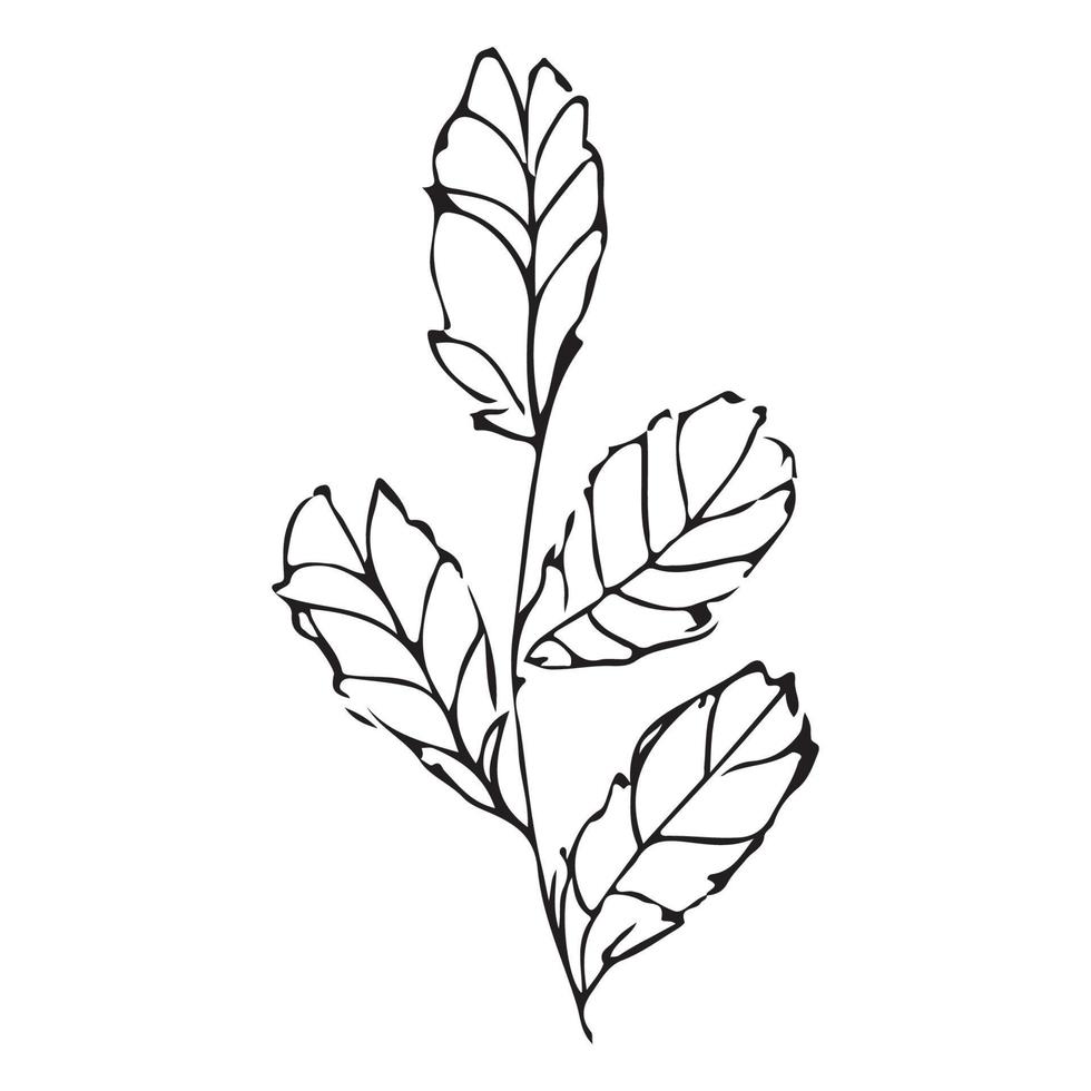 Hand drawn flowers for decoration. Line art Hand drawn flowers in vintage style vector