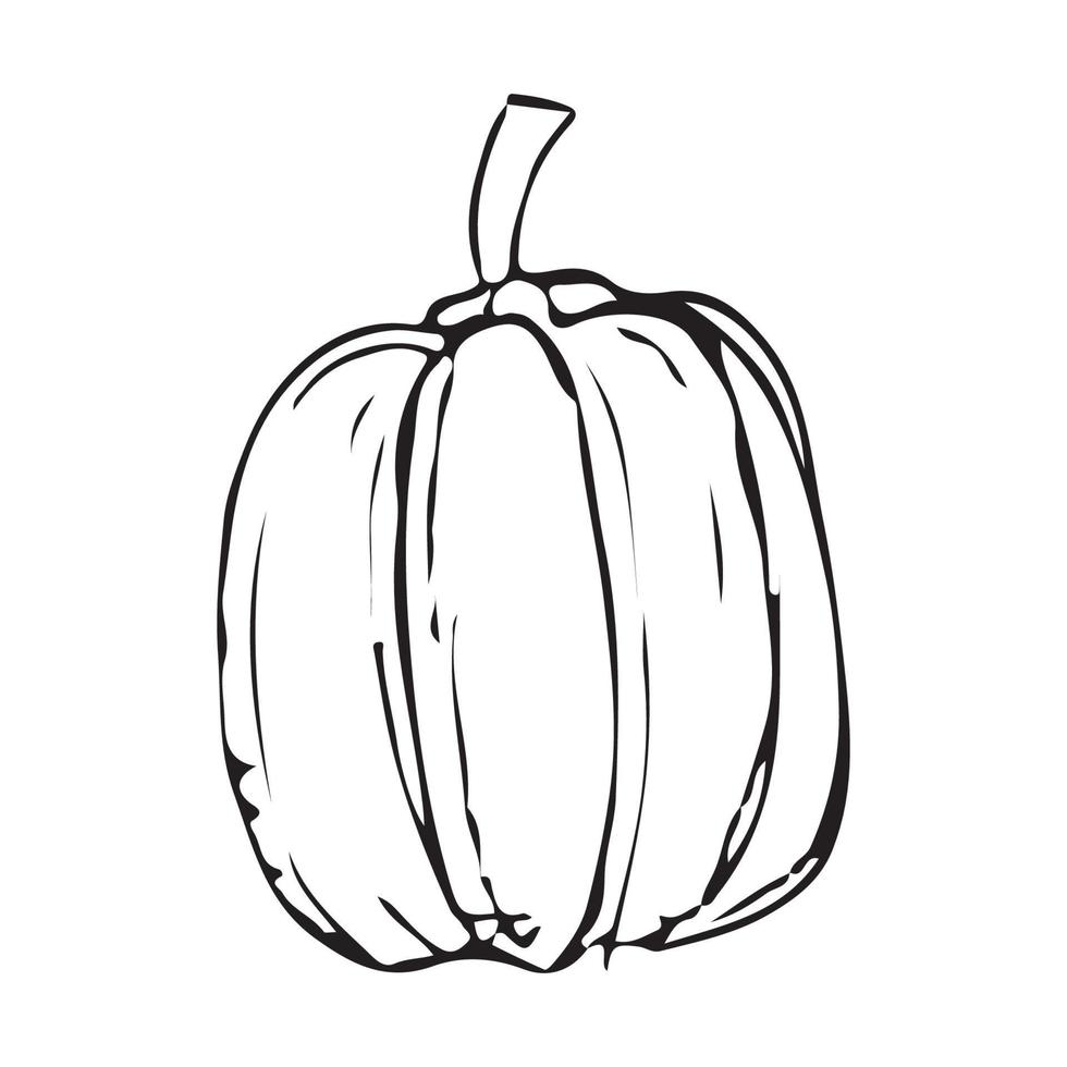 Hand drawn pumpkin. pumpkin vector illustration for design with line style