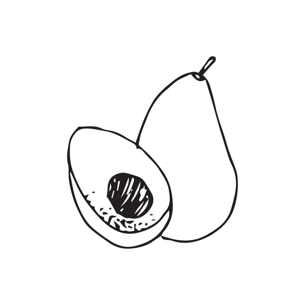 Avocado hand drawing. avocado vector illustration for design with line style