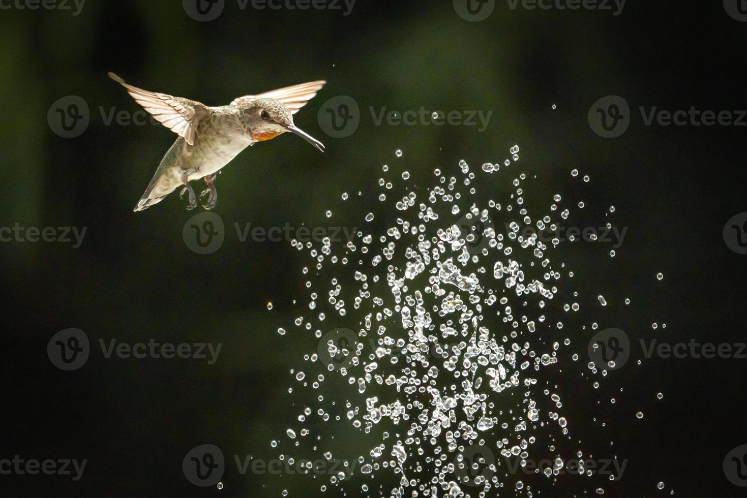 Hummingbird in Flight photo