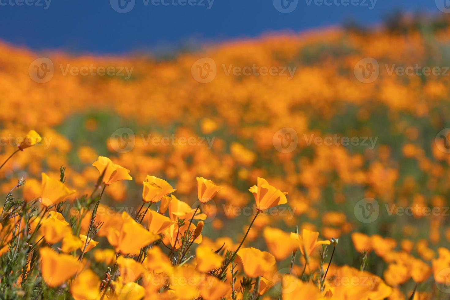 paisaje de amapolas de california durante la súper floración de 2019 foto