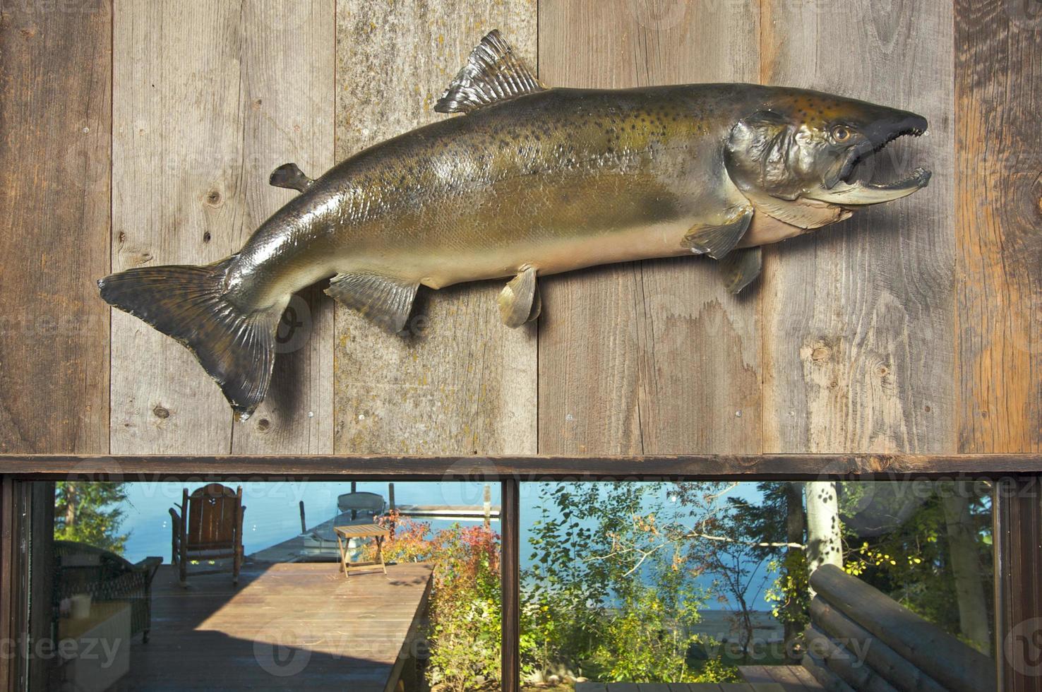 Stuffed Fish Mounted on the Wall photo