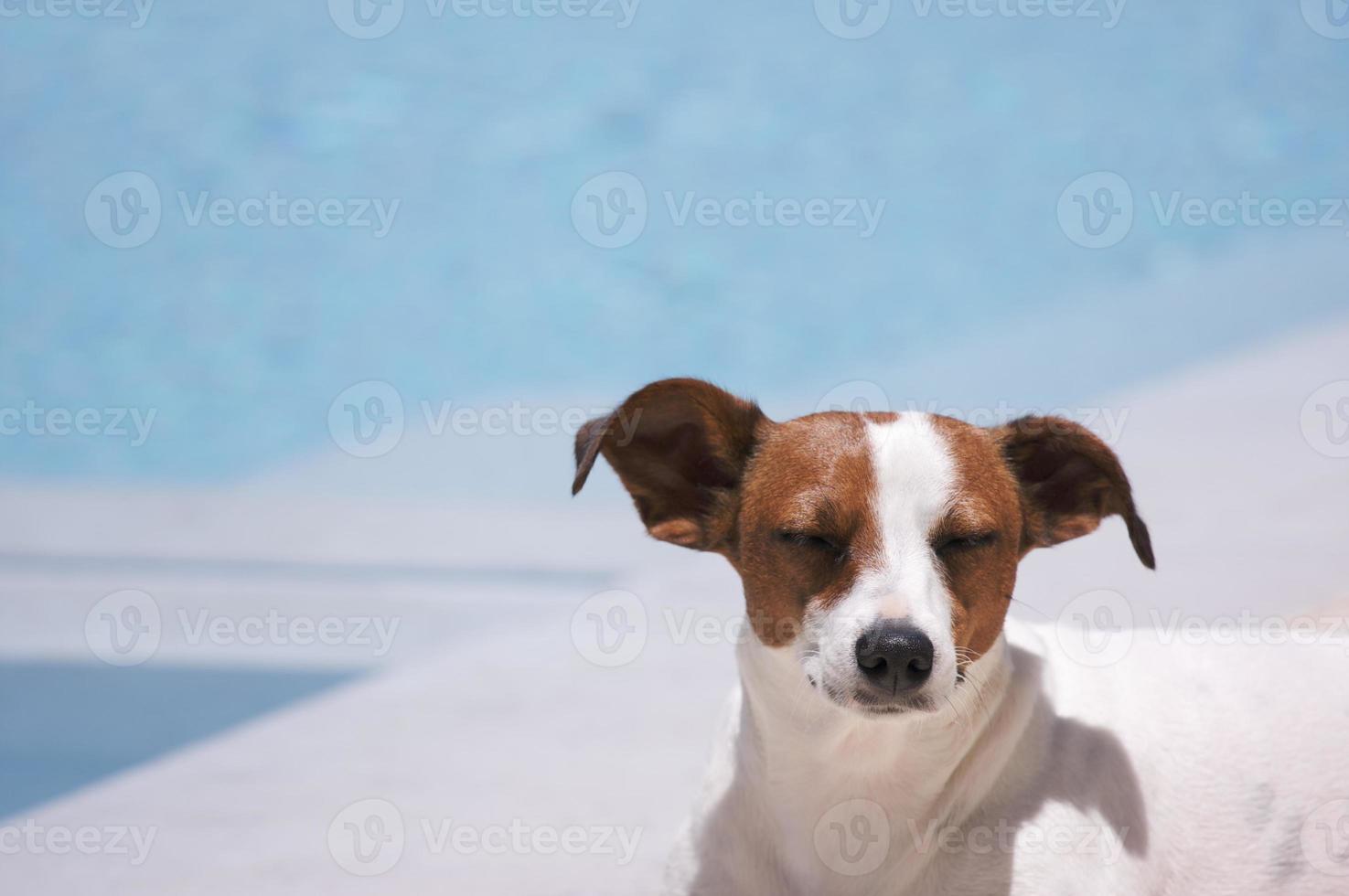 Cute Jack-Russel dog chilling photo