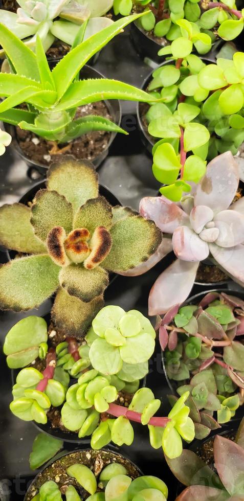 Abstract Overhead of Various Succulent Plants At Nursery photo