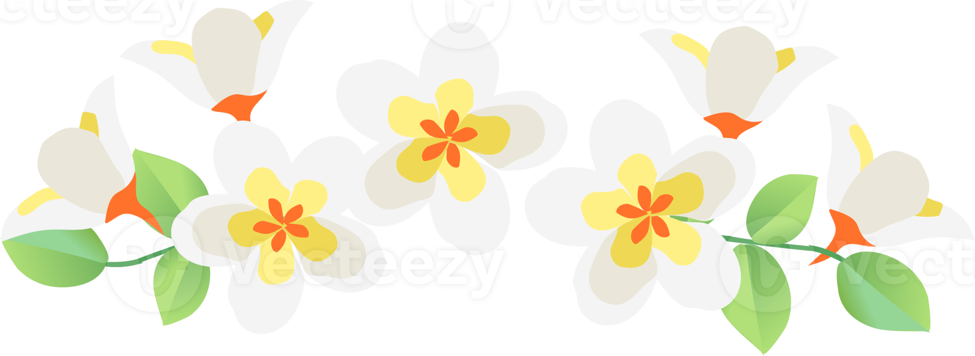 Plumeria flowers border png
