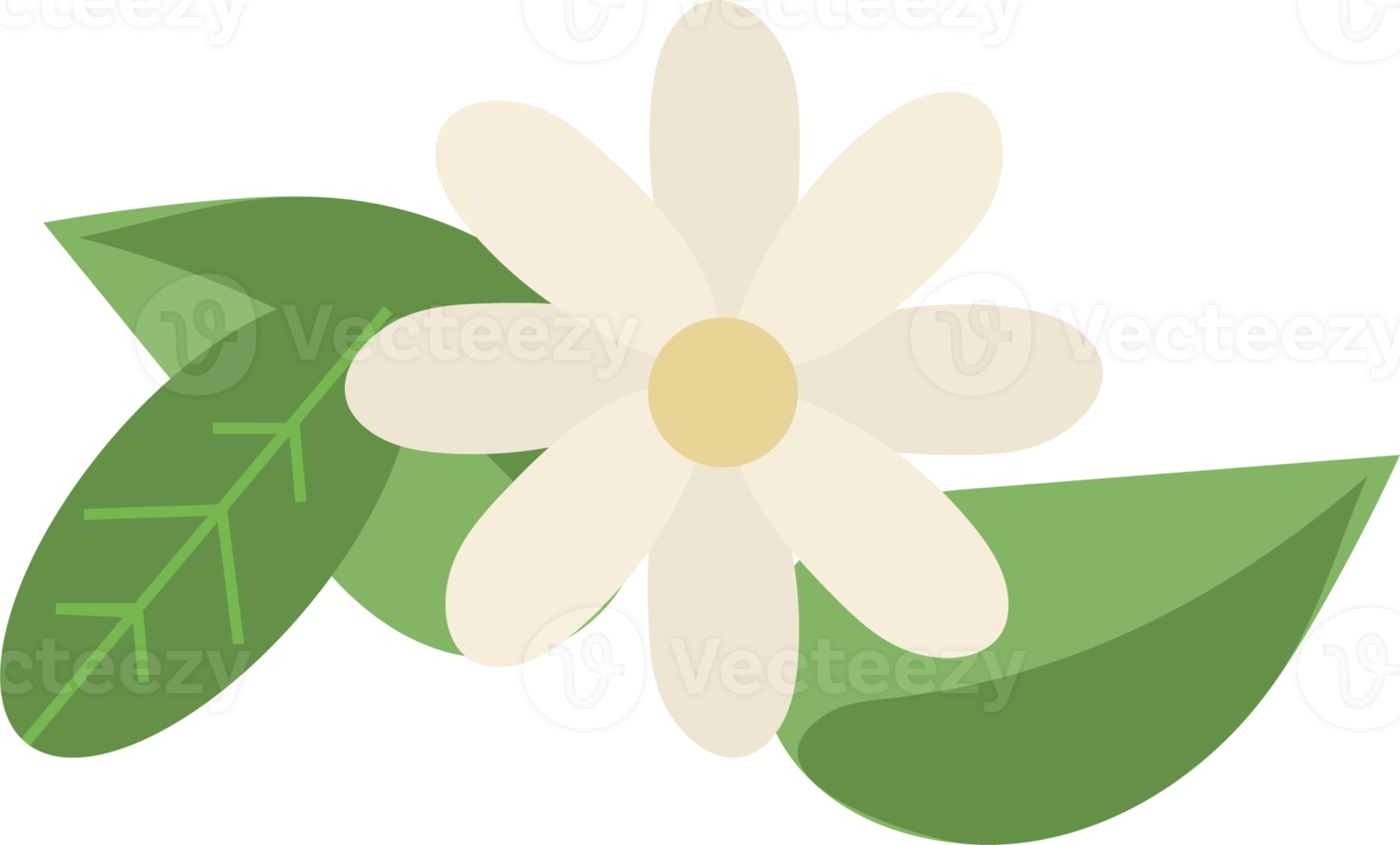 bordure de marguerite png