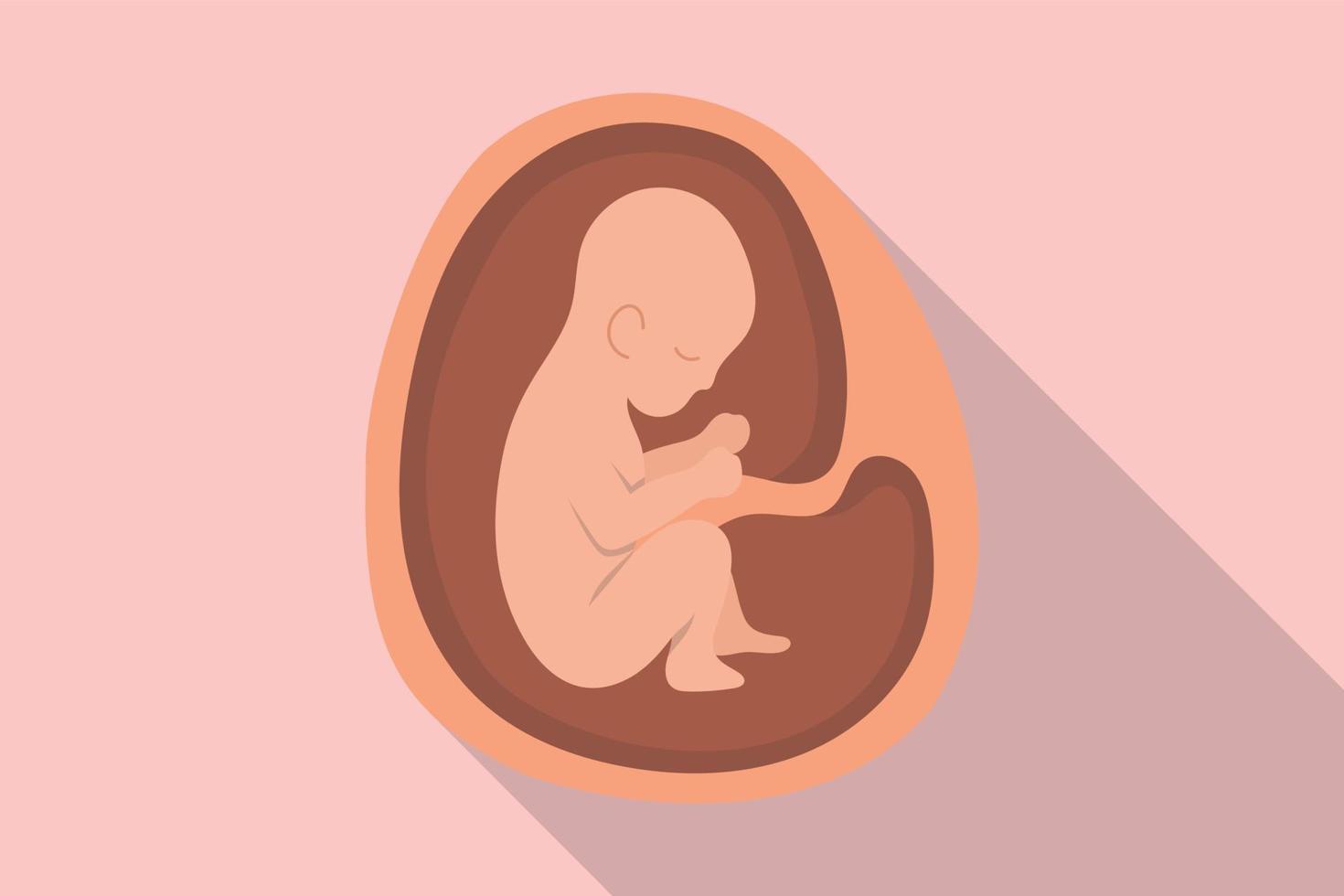 baby womb embrio for pregnant or pregnancy with modern flat style and long shadow vector