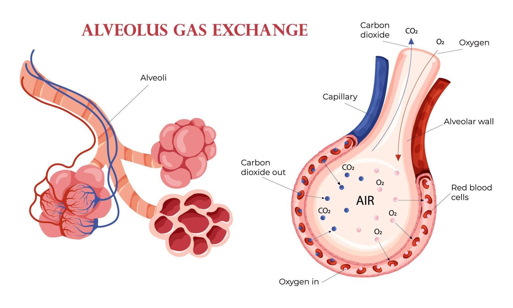 Alveoli oxygen and carbon dioxide exchange in lungs vector