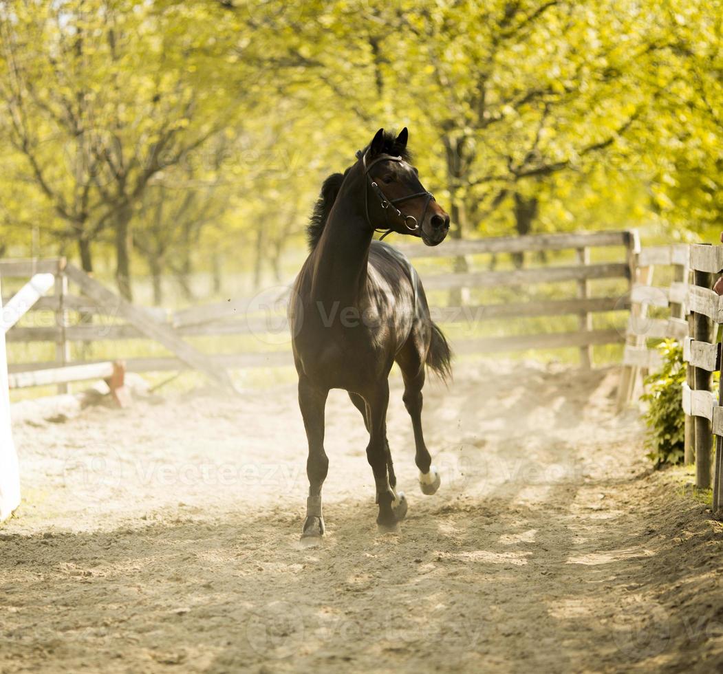 Running horse on the farm photo