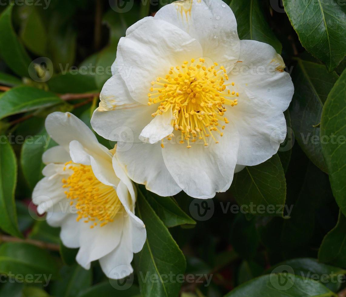 Camellia Japonica Kamo. Honnami flower in the morning sun close up. photo