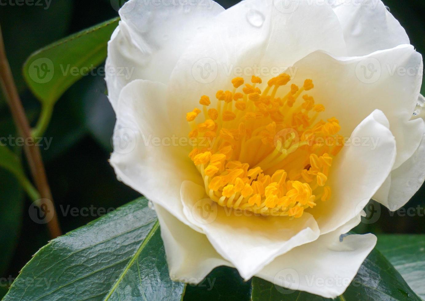 Camellia Japonica Kamo. Honnami flower in the morning sun close up. photo