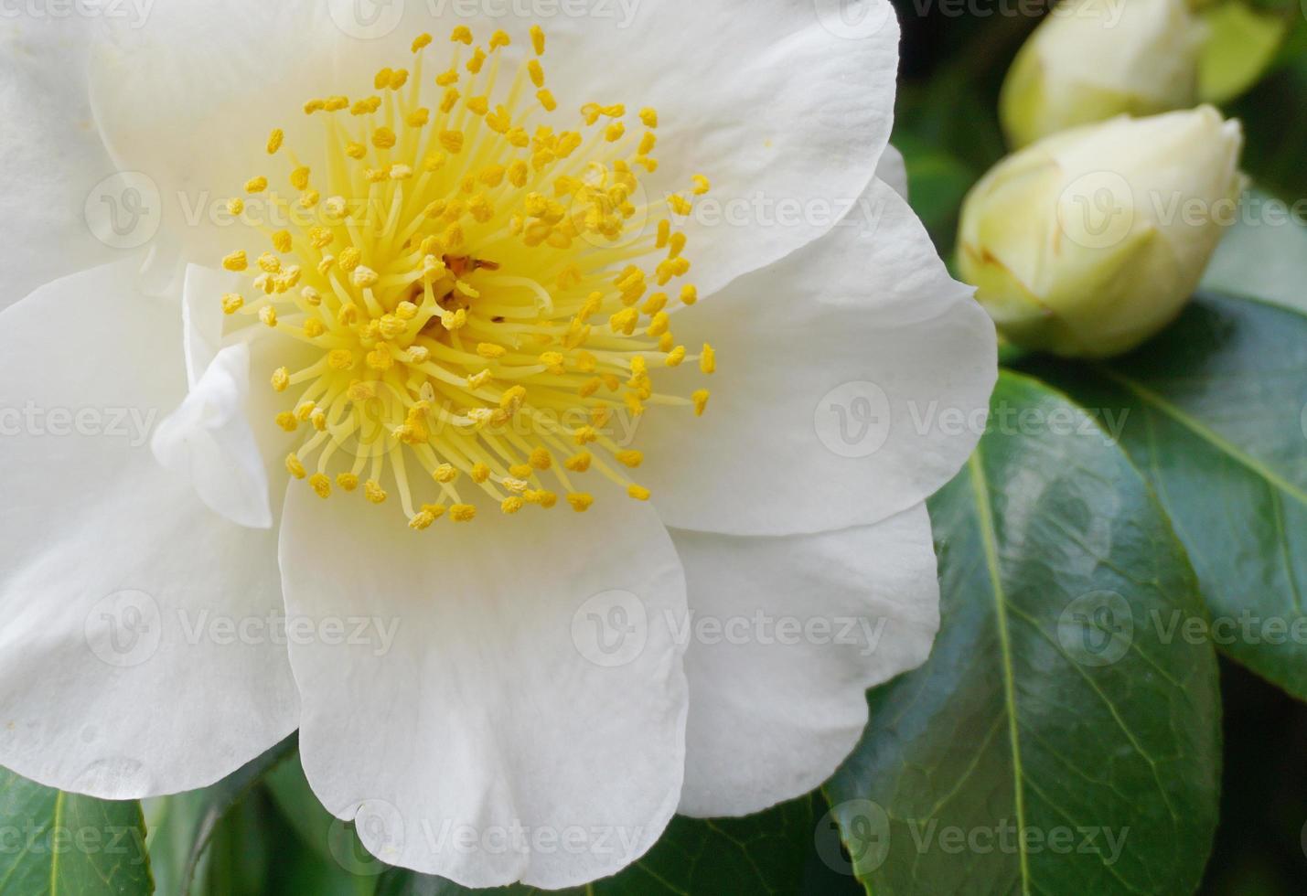 Camellia Japonica Kamo. Honnami flower in the morning sun close up. photo