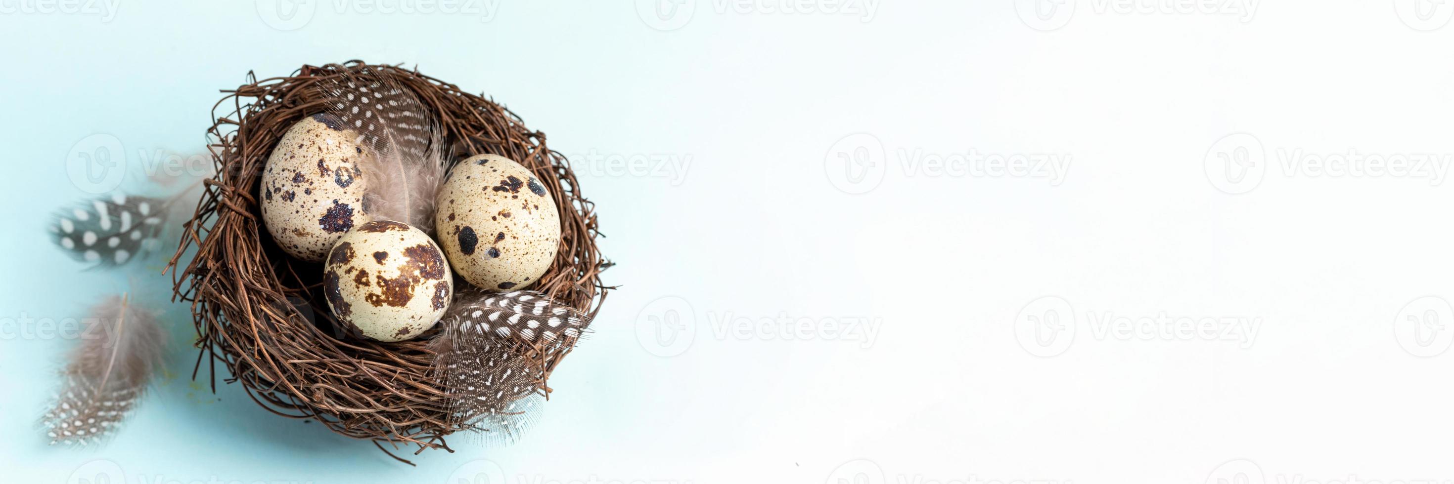 Easter festive banner. Quail eggs in nest with beautiful feathers on light blue. Top view. photo