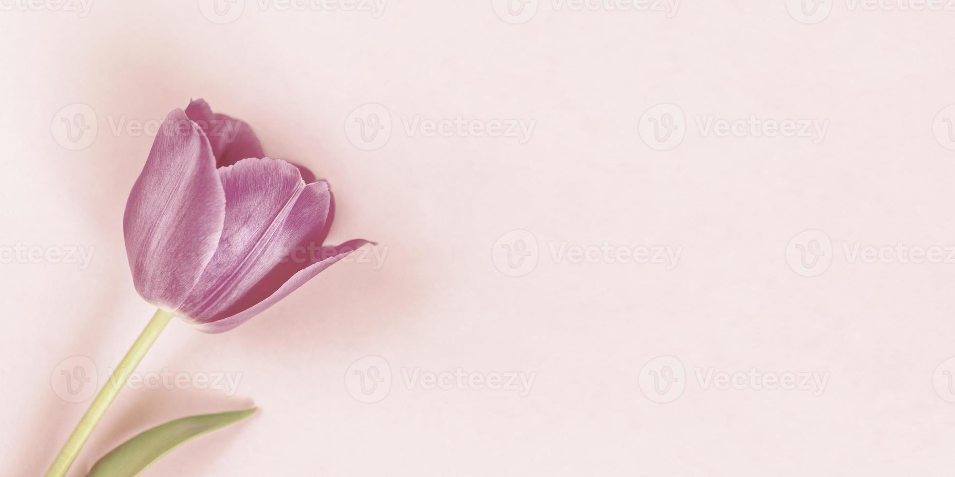 One pink tulip on pastel neutral background. Minimal retro toned spring festive floral banner. photo