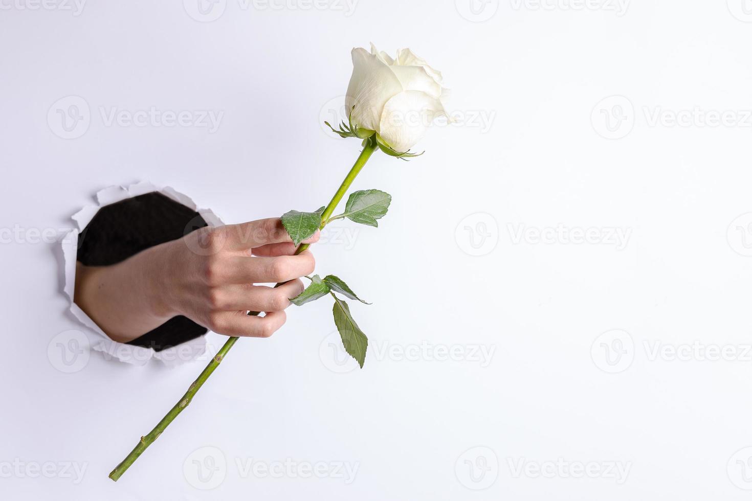 Woman hand gently holding one white rose through torn hole in white paper wall. photo