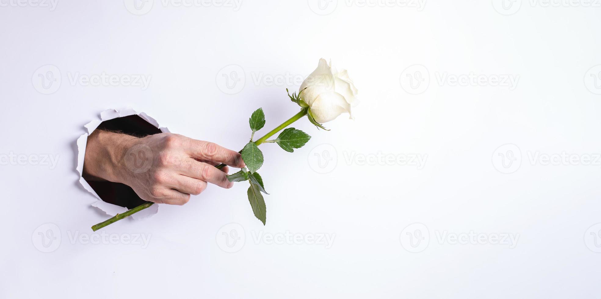 Man hand gently holding one white rose through torn hole in white paper wall. Creative banner. photo