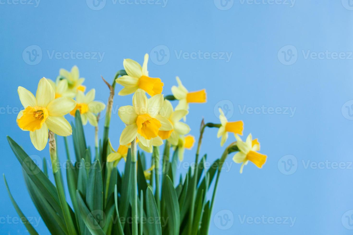 Spring Easter bouquet of yellow daffodils on blue background with copy space. photo
