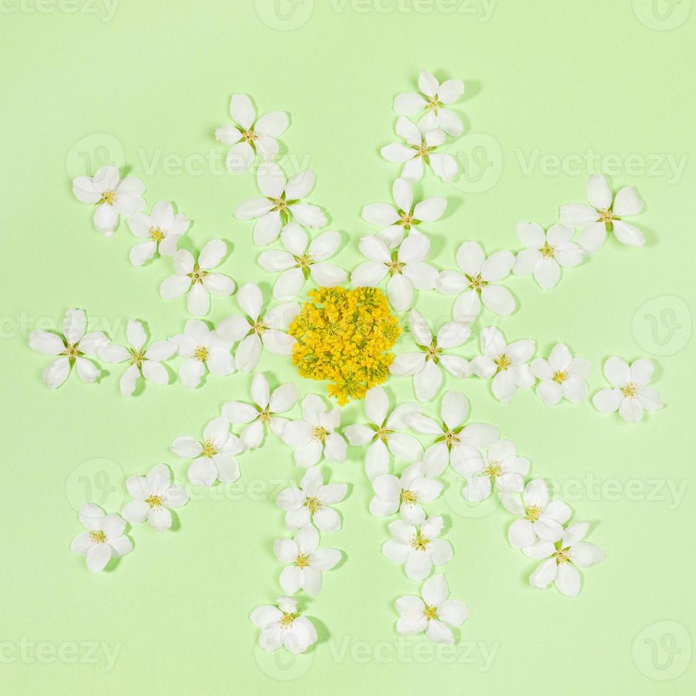 Spring layout with shape chamomile laid out of white apple tree flowers and yellow acacia on green. Top view, flat lay. photo