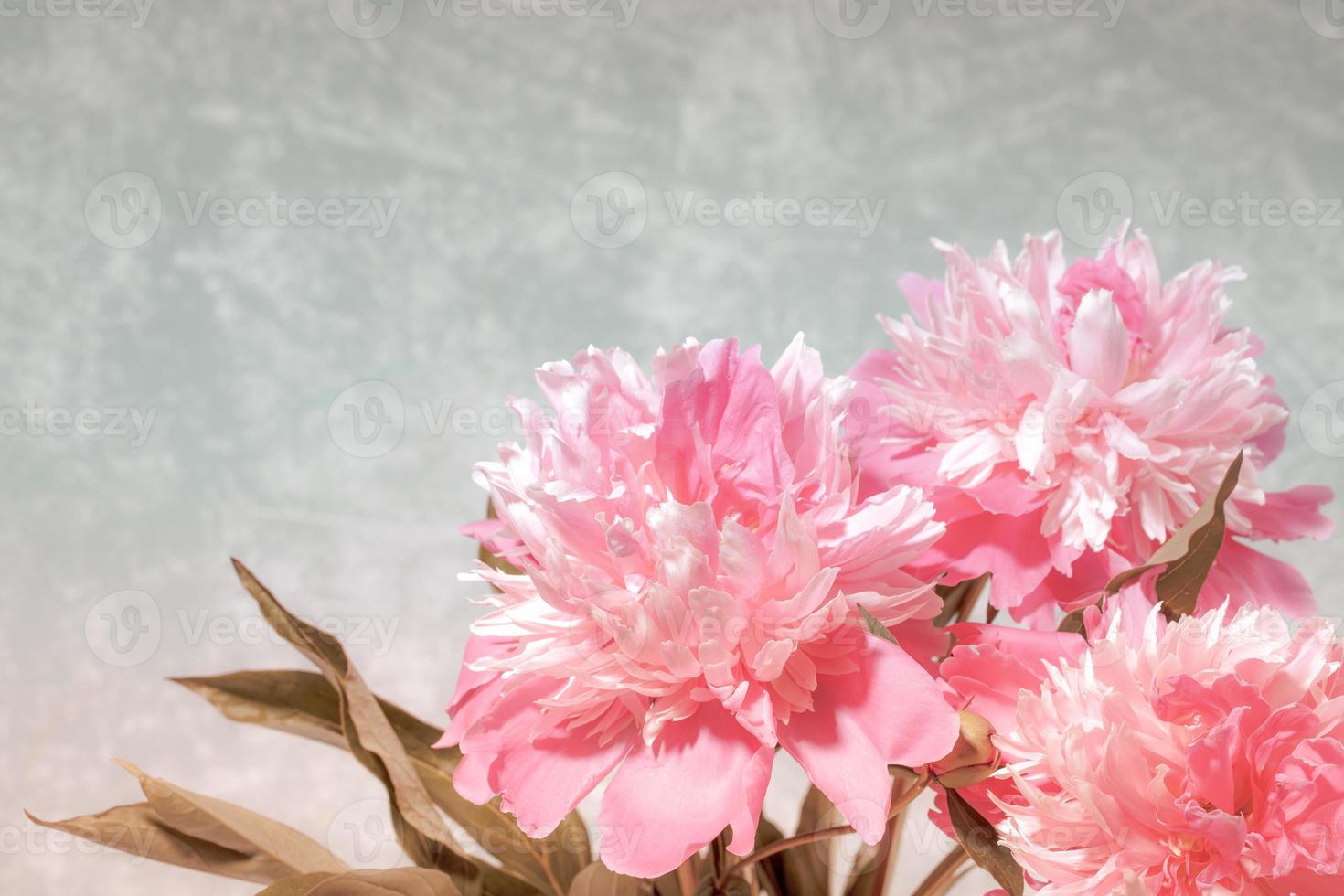 maravillosas peonías frescas de color rosa pálido sobre fondo gris claro con espacio para copiar. foto