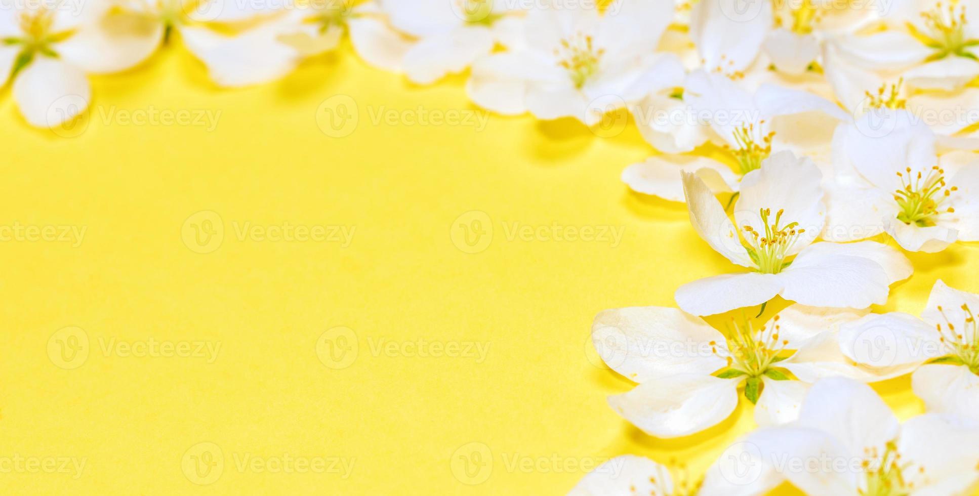 Spring trendy yellow Illumination banner with frame of white apple tree flowers around copy space. Close up. photo