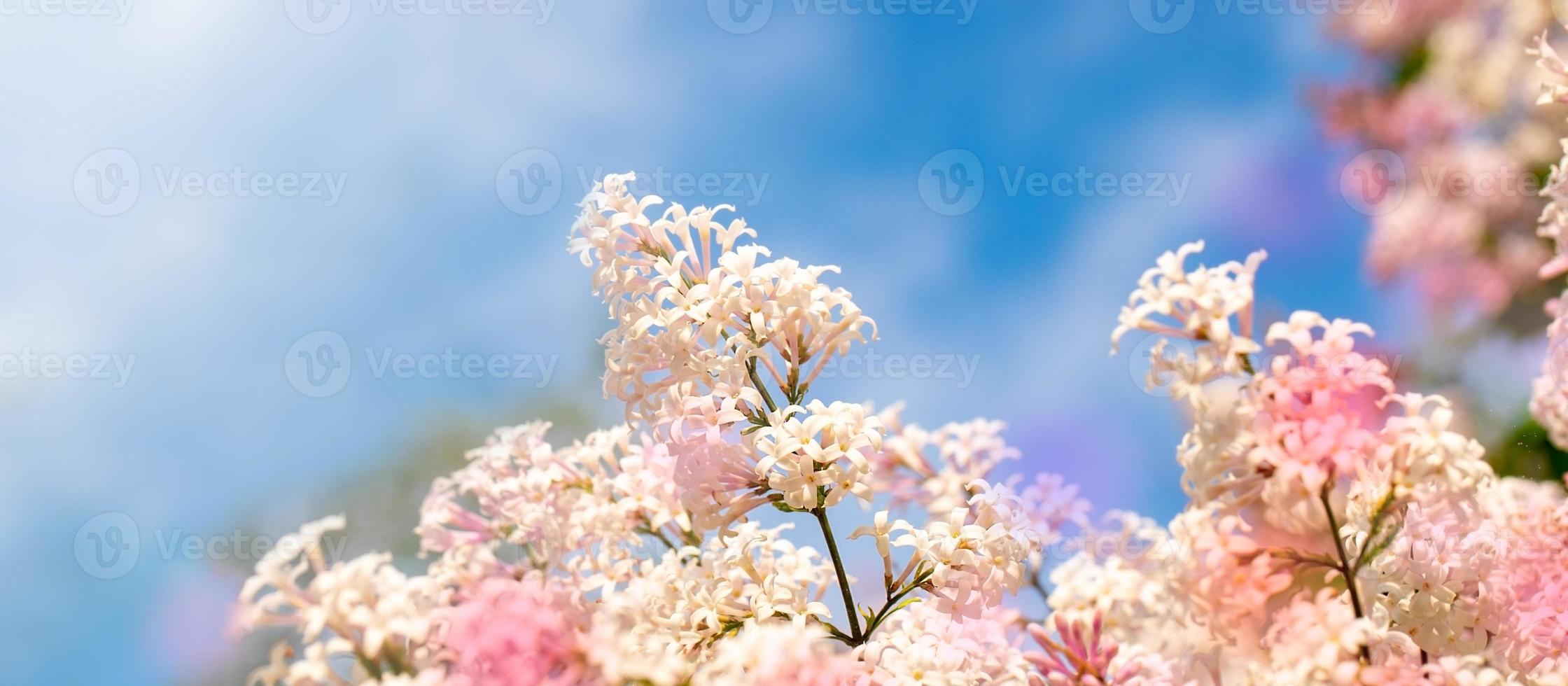 Close up Lilac tree flowers on blue sky background. Rainbow color spots. Banner with copy space. photo