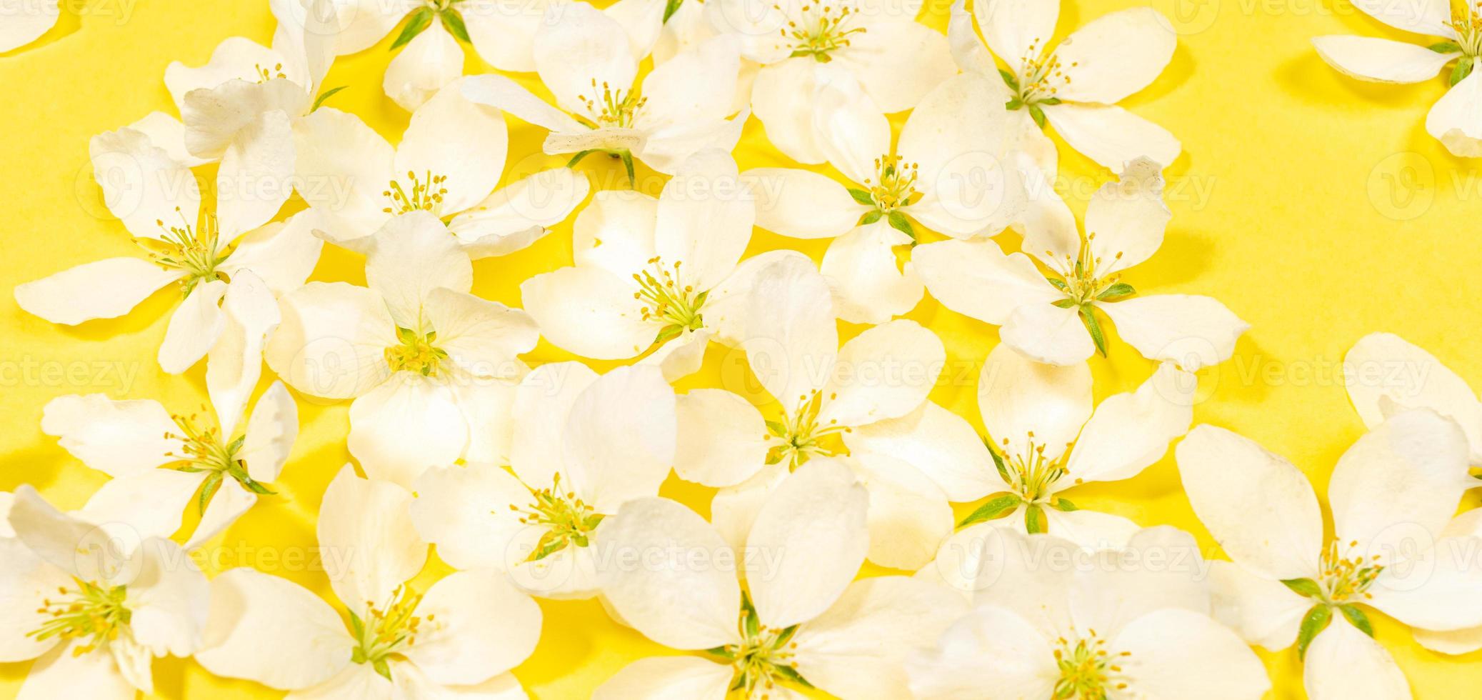 Spring background with white apple tree flower heads on trendy yellow Illumination background close up. photo