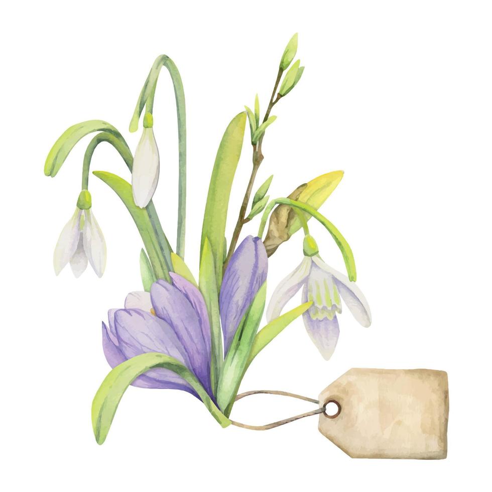 Watercolor hand drawn composition with spring flowers, crocus, leaves and stems, bow, gift tag. Isolated on white background. For invitations, wedding, greeting cards, wallpaper, print, textile. vector