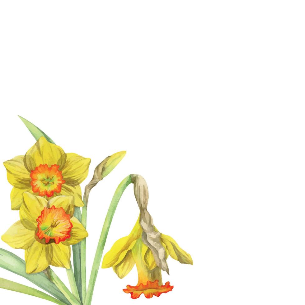 Watercolor hand drawn composition with spring flowers, daffodils, leaves and stems, bow, gift tag. Isolated on white background. For invitations, wedding, greeting cards, wallpaper, print, textile. vector