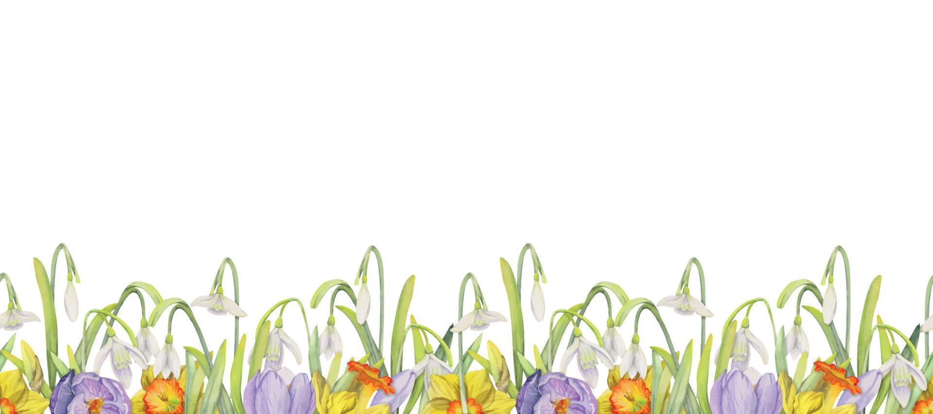 Watercolor hand drawn seamless border with spring flowers, daffodils, crocus, snowdrops. Isolated on white background. Design for invitations, wedding, greeting cards, wallpaper, print, textile vector