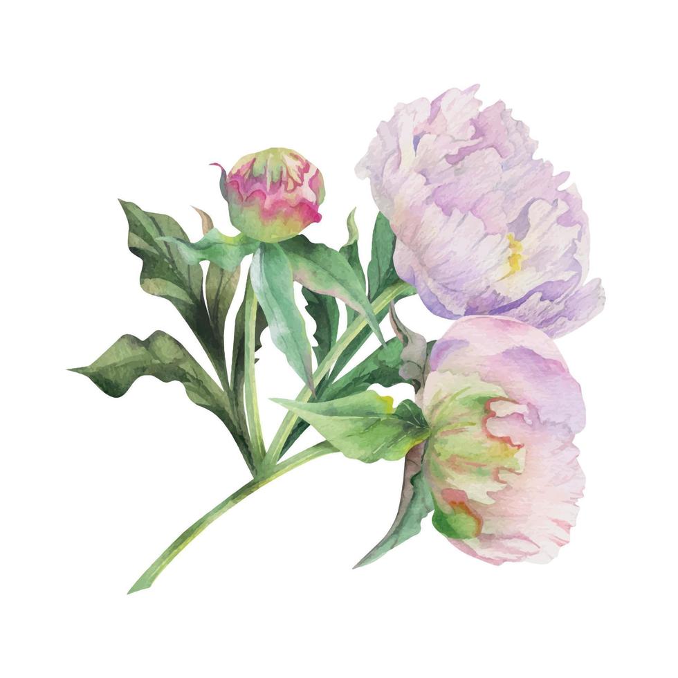 Watercolor bouquet arrangement with hand drawn delicate pink peony flowers, buds and leaves. Isolated on white background. For invitations, wedding, love or greeting cards, paper, print, textile vector