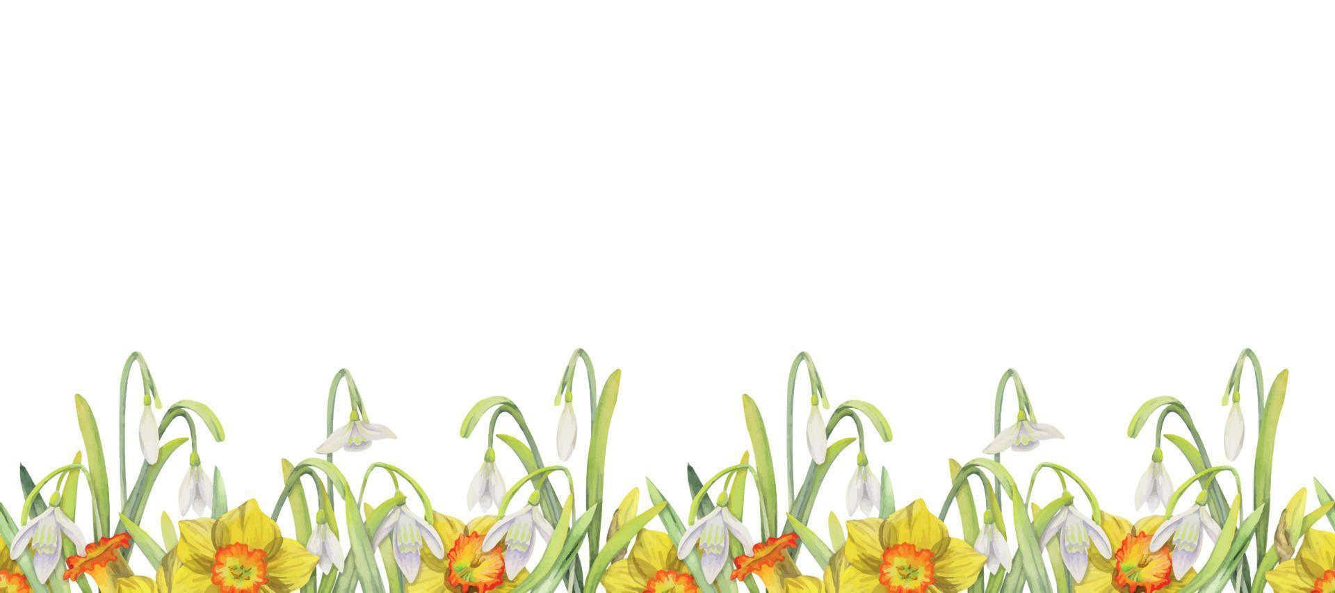 Watercolor hand drawn seamless border with spring flowers, daffodils, crocus, snowdrops. Isolated on white background. Design for invitations, wedding, greeting cards, wallpaper, print, textile vector