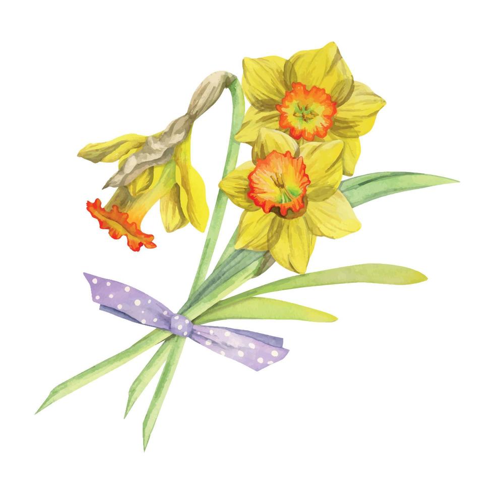 Watercolor hand drawn composition with spring flowers, daffodils, leaves and stems, bow, gift tag. Isolated on white background. For invitations, wedding, greeting cards, wallpaper, print, textile. vector