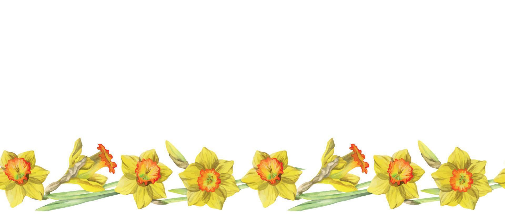 Watercolor hand drawn seamless border with spring flowers, daffodils, crocus, snowdrops. Isolated on white background. Design for invitations, wedding, greeting cards, wallpaper, print, textile vector