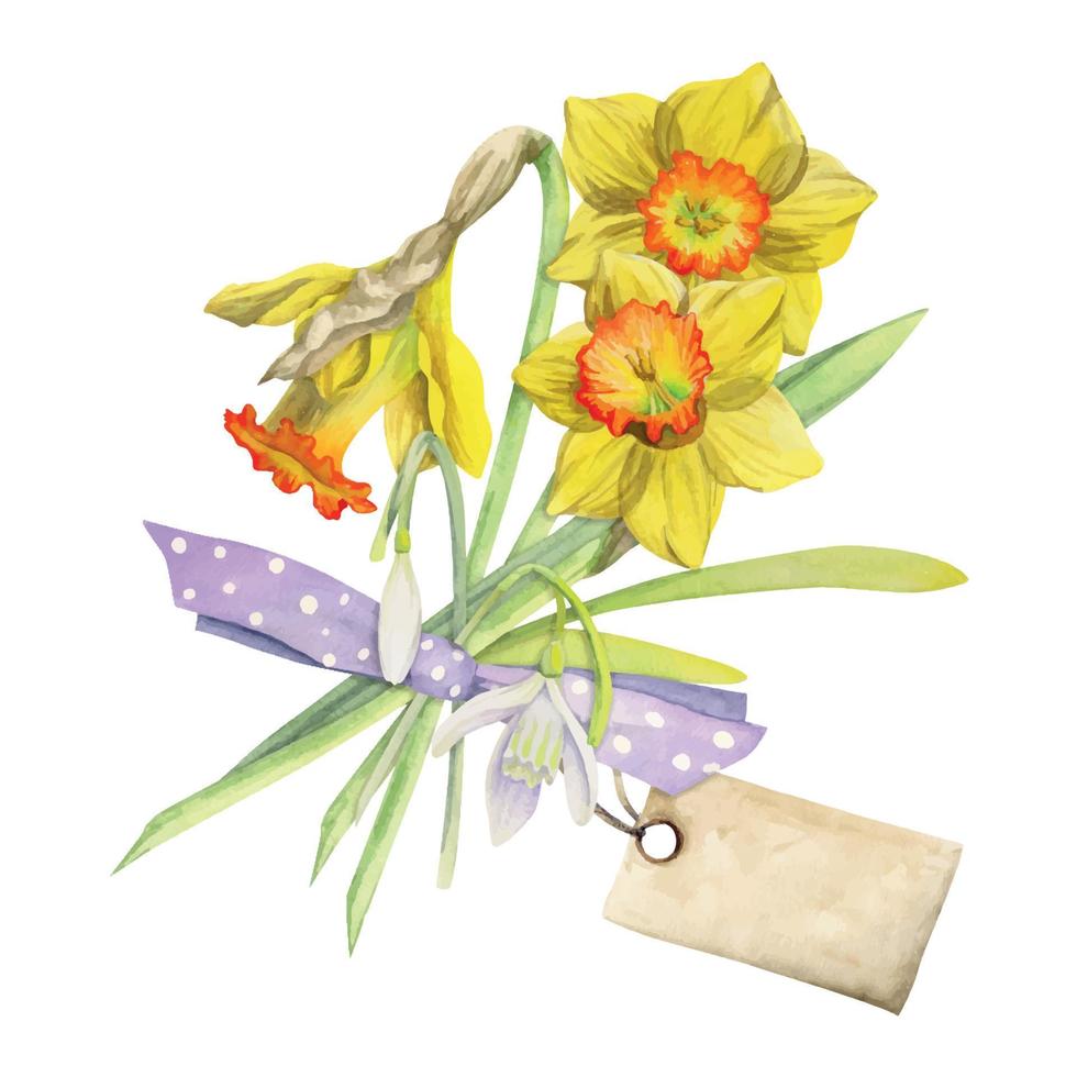 Watercolor hand drawn composition with spring flowers, daffodils, leaves and stems, bow, gift tag. Isolated on white background. For invitations, wedding, greeting cards, wallpaper, print, textile. vector