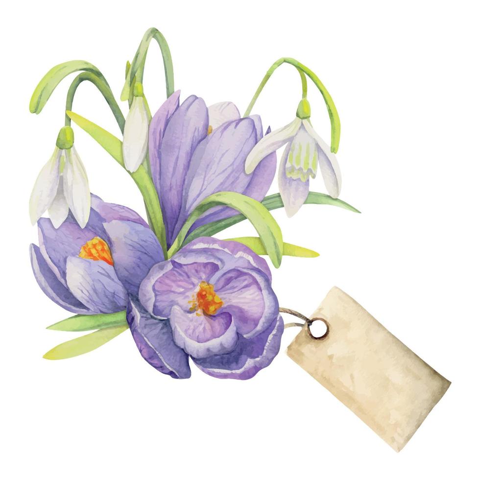 Watercolor hand drawn composition with spring flowers, crocus, leaves and stems, bow, gift tag. Isolated on white background. For invitations, wedding, greeting cards, wallpaper, print, textile. vector