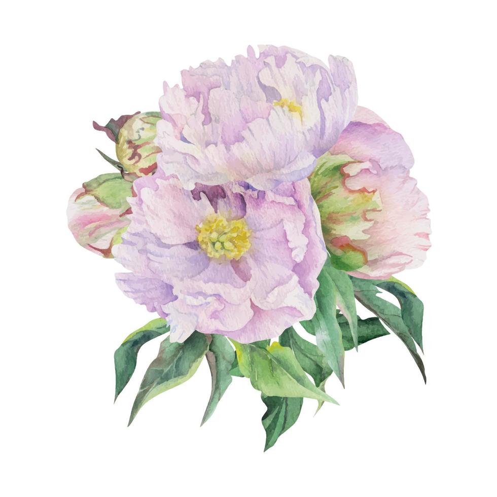 Watercolor bouquet arrangement with hand drawn delicate pink peony flowers, buds and leaves. Isolated on white background. For invitations, wedding, love or greeting cards, paper, print, textile vector