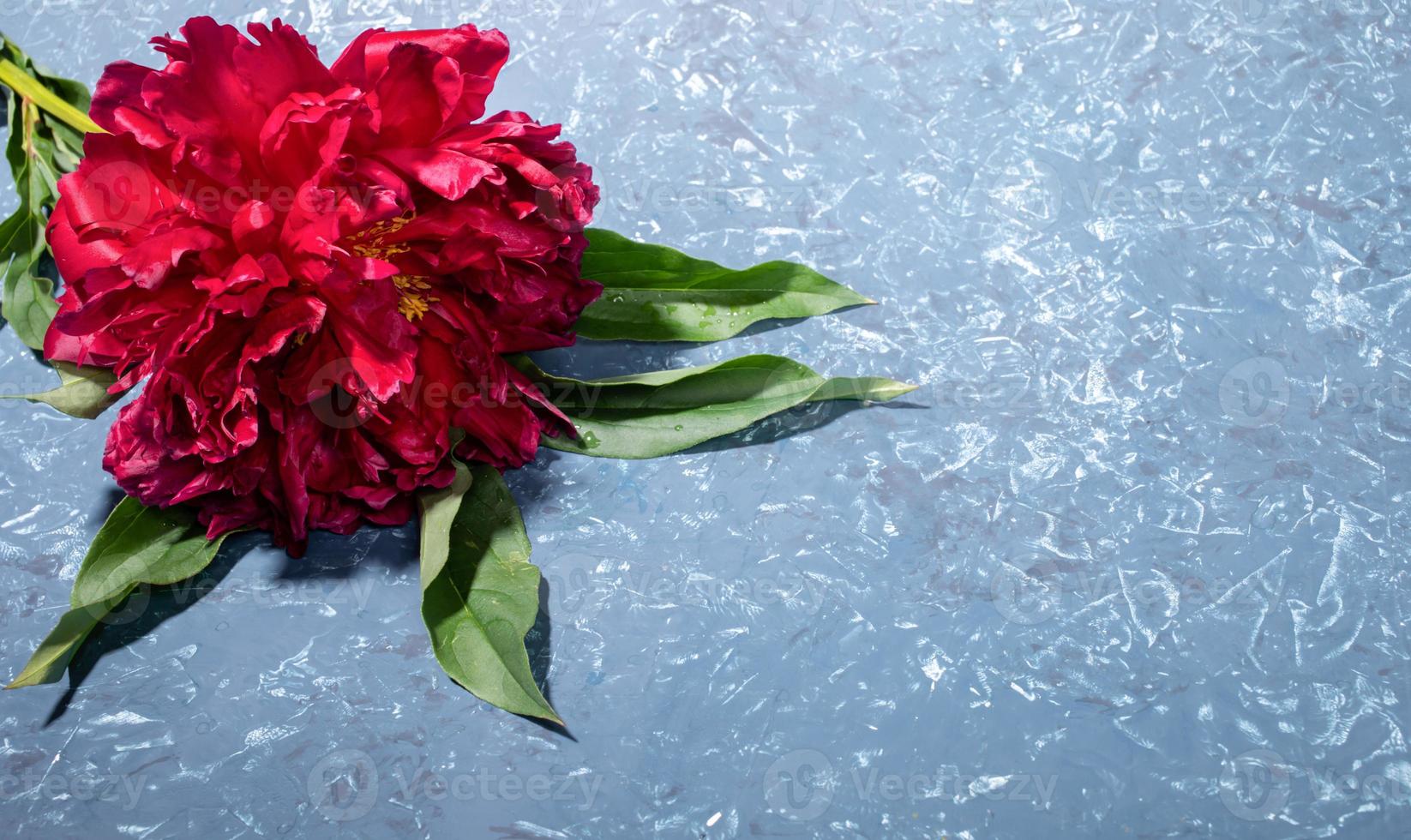 Grey textured backdrop with beautiful bright red peony close up and copy space for text. photo