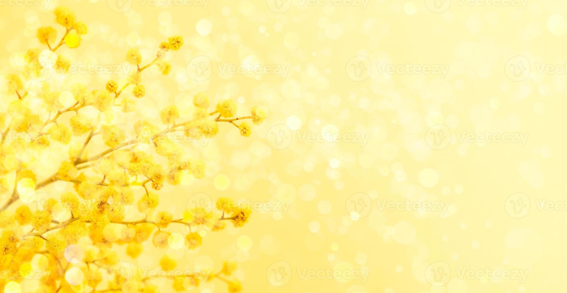 8 March or Easter greeting card with yellow mimosa branch on yellow backdrop with bokeh lights. photo