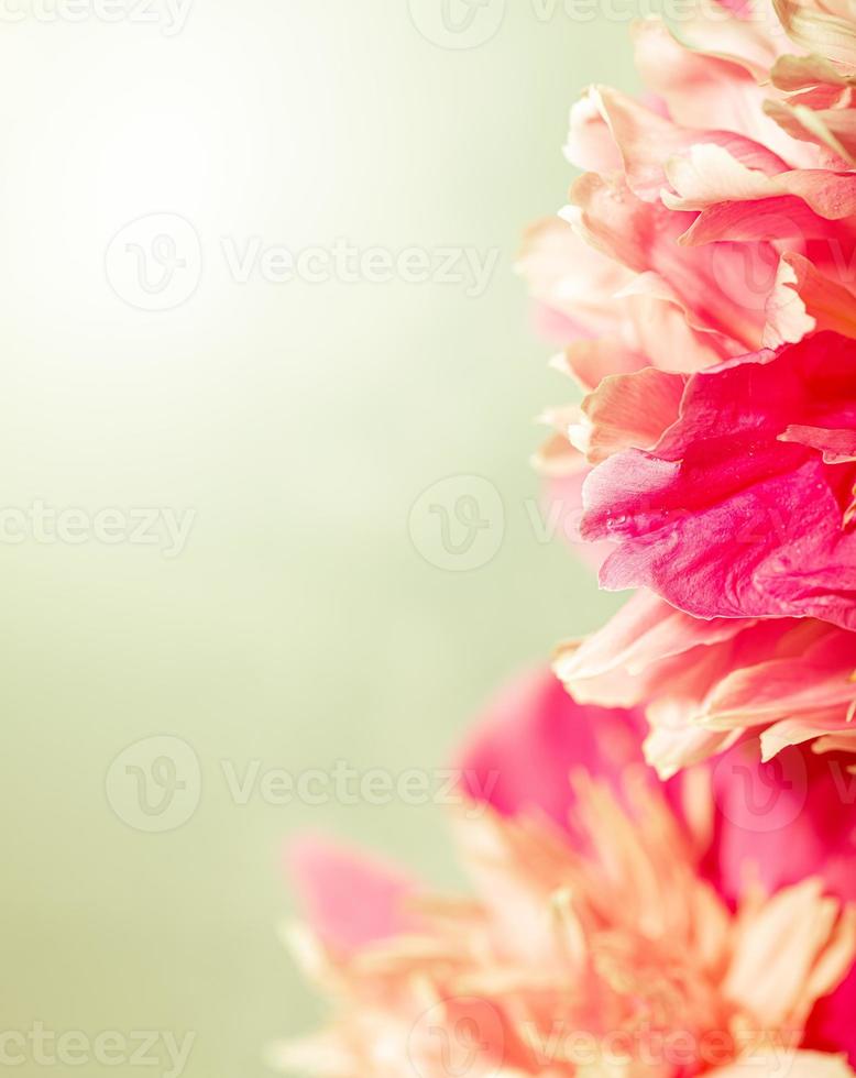 Natural floral background with fresh pink peonies heads close up on light green. Copy space. Vertical photo. photo