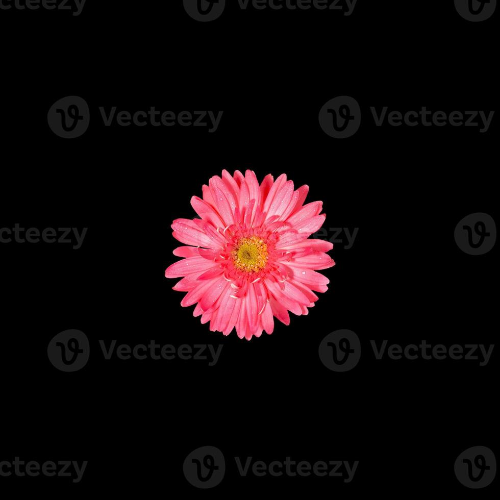 One gentle pink gerbera flower isolated on black background. Copy space. photo