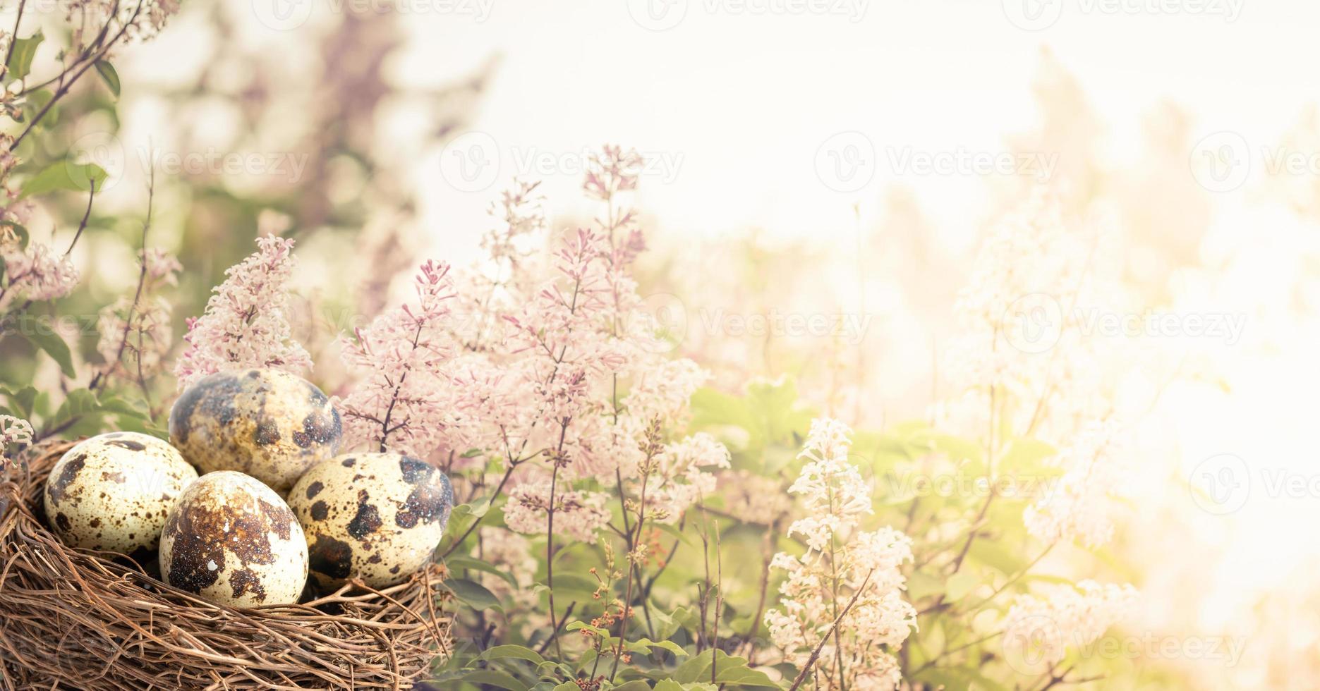 Nest with quail eggs in in front of blurred sunlit bushes of pink lilac. Easter banner. Soft focus. photo