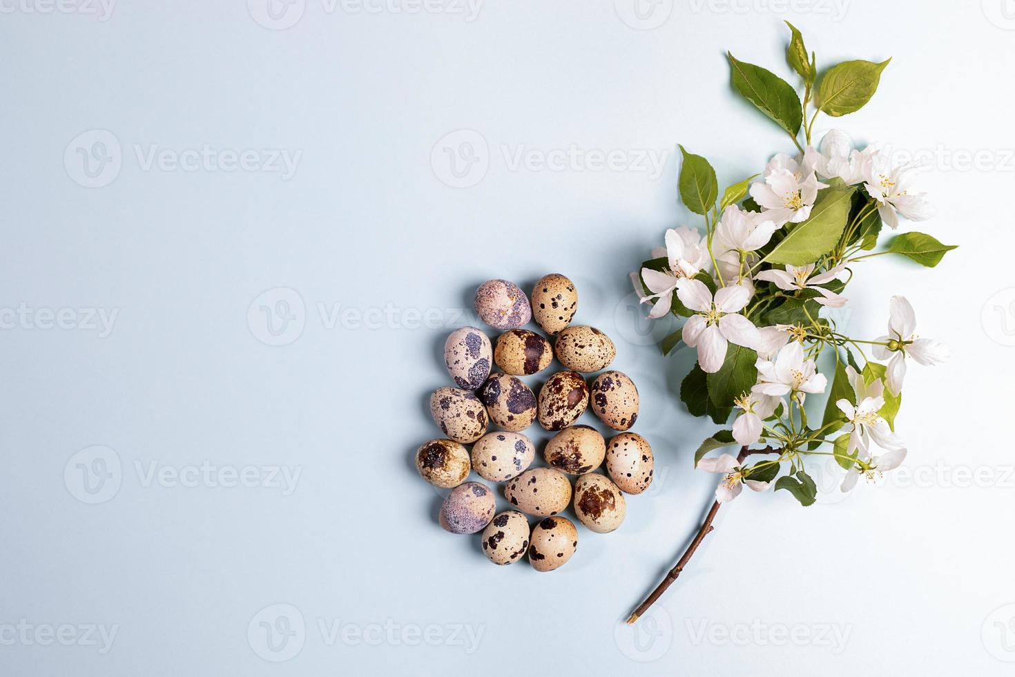 Heap of quail eggs laid out in form of large Easter egg with  white Apple tree twig on light blue. photo