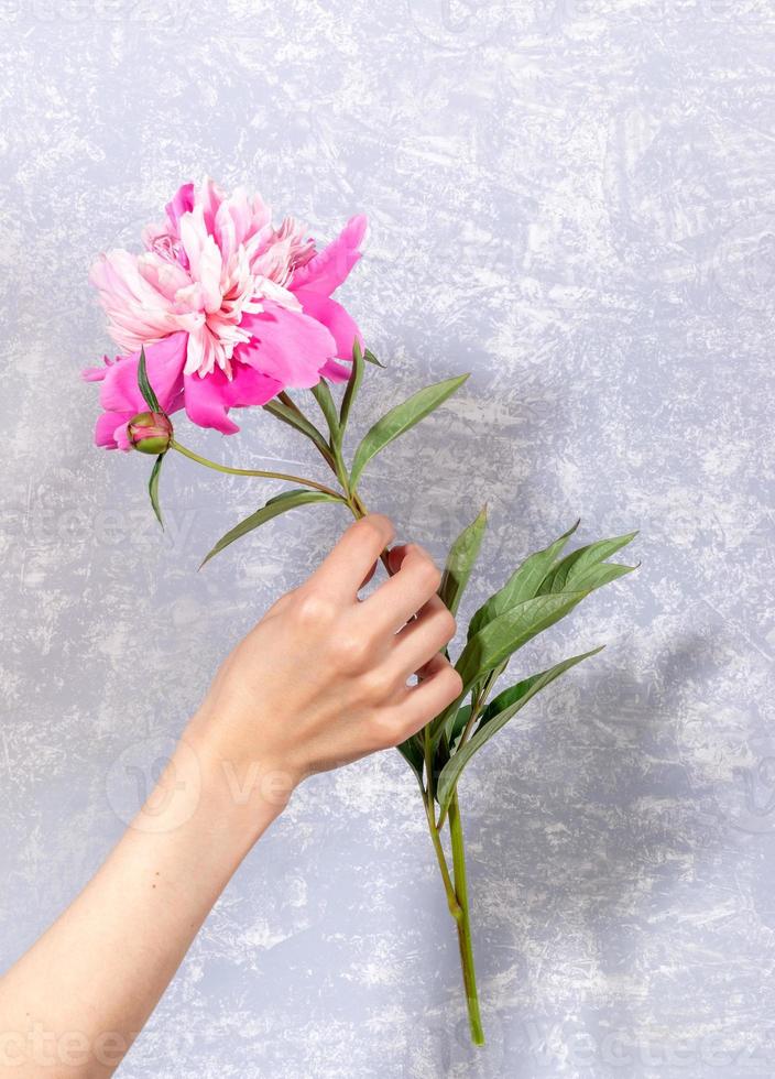 mano de mujer sosteniendo una maravillosa y suave peonía rosa pálido sobre un fondo texturado gris claro. foto vertical.