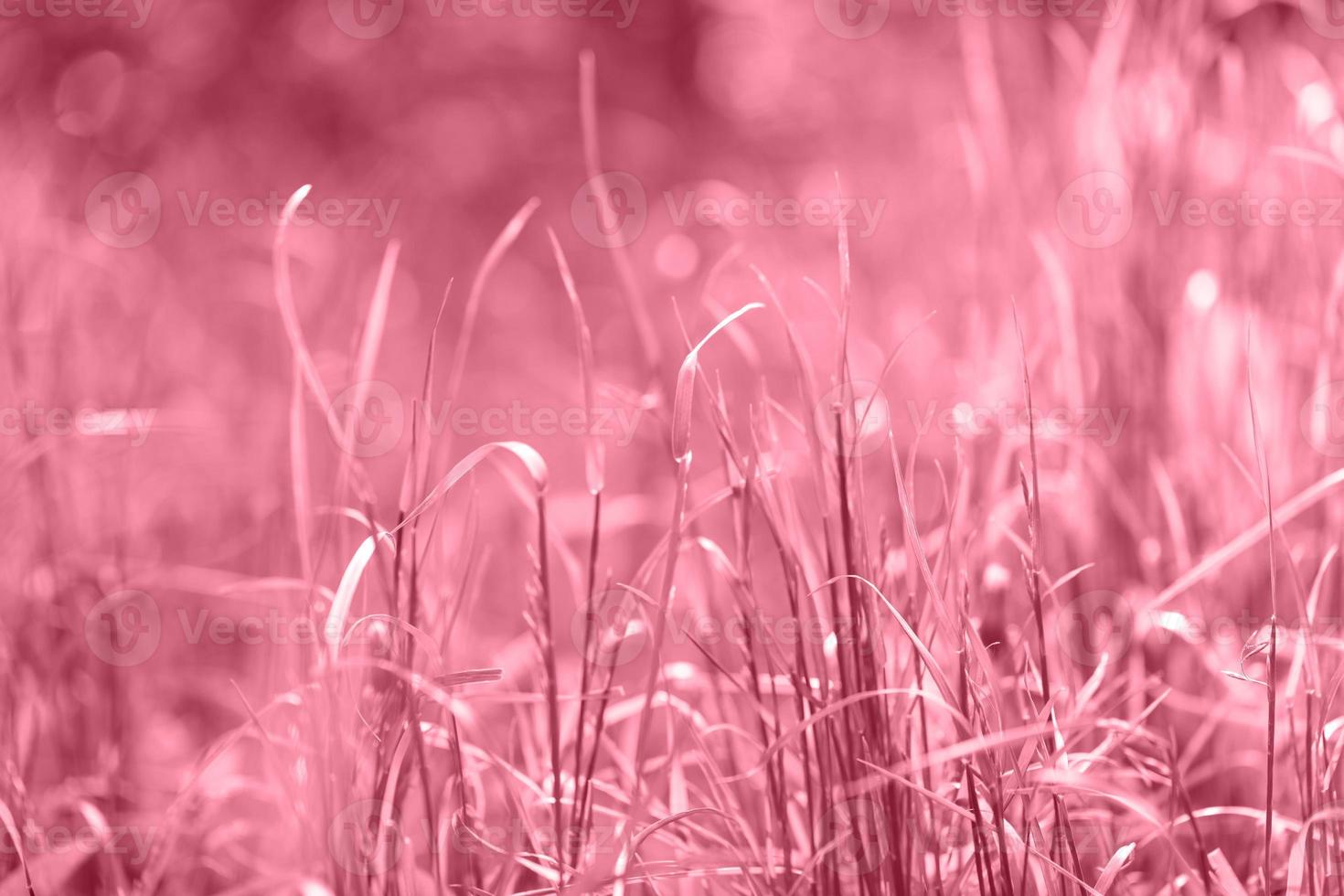 prado de hierba de la mañana de verano tonificación en color 2023 viva magenta. foto