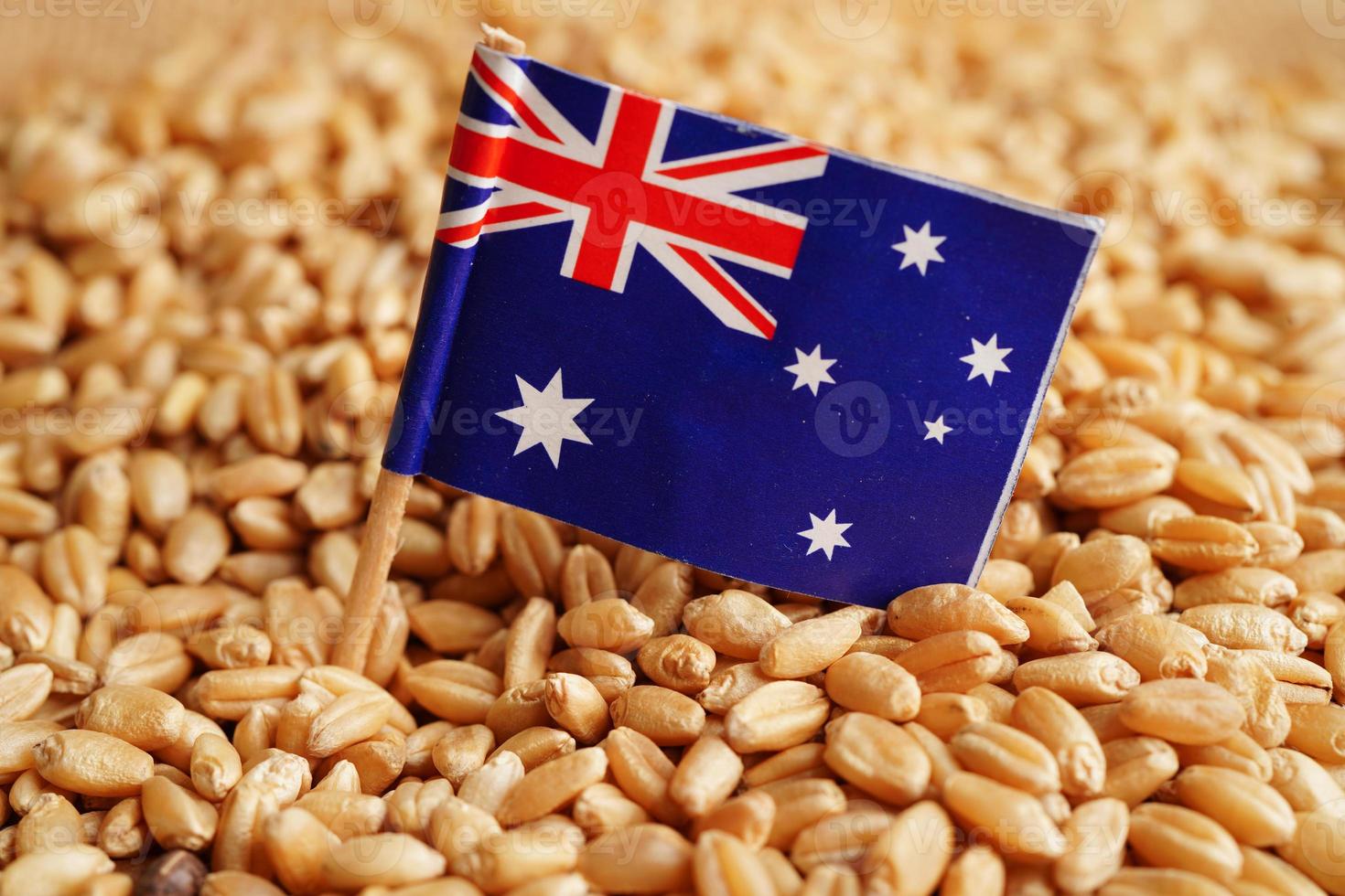 australia sobre trigo de grano, exportación comercial y concepto económico. foto