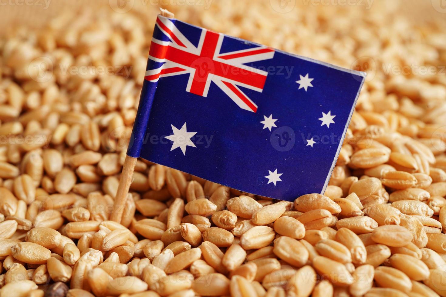 Australia on grain wheat, trade export and economy concept. photo
