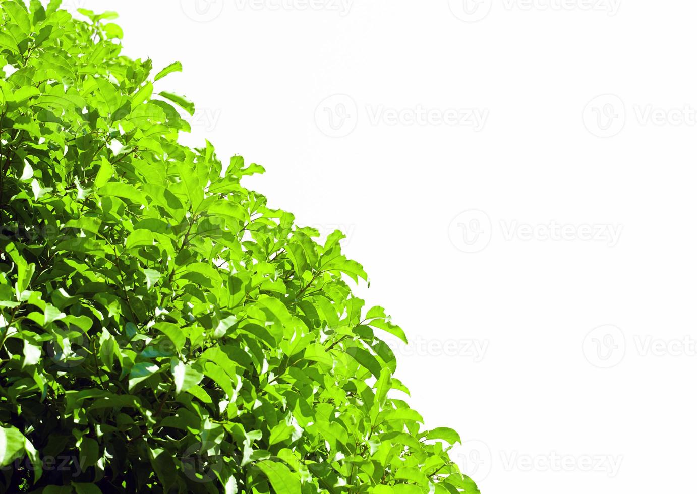 isolated green branches on white background. Soft and selective focus. photo