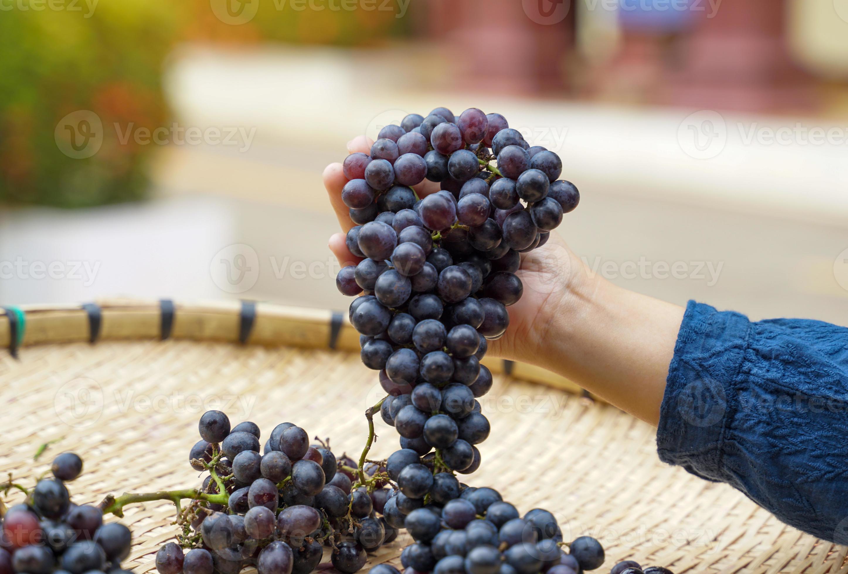 Black grapes, seedless grapes in the hands of farmers who are grading